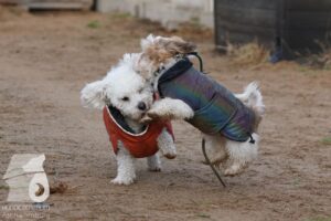 Hutabilder-25-12-w15058