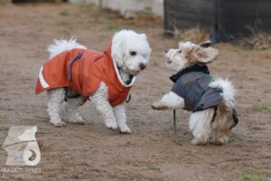 Hutabilder-25-12-w15059