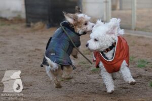 Hutabilder-25-12-w15062