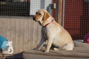 Hutabilder-25-12-w15063