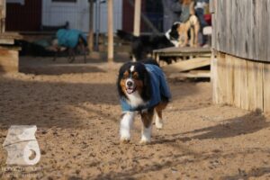 Hutabilder-25-12-w15065