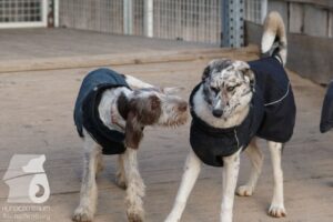 Hutabilder-25-12-w15067