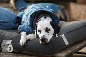 Hutabilder-25-12-w15071