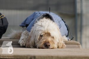 Hutabilder-25-12-w15074