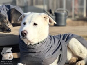 Hutabilder-25-12-w15075