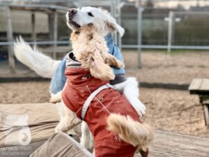 Hutabilder-25-12-w15078