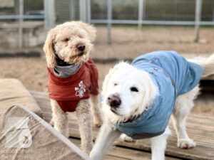 Hutabilder-25-12-w15080