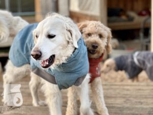 Hutabilder-25-12-w15081