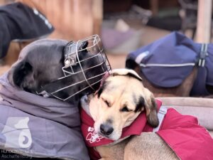 Hutabilder-25-12-w15082