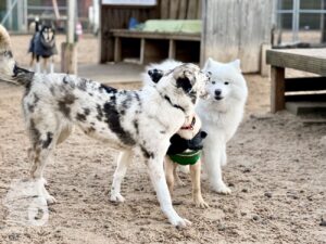 Hutabilder-26-01-003