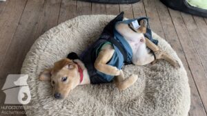 Hutabilder-26-01-006