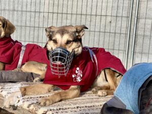 Hutabilder-26-01-008