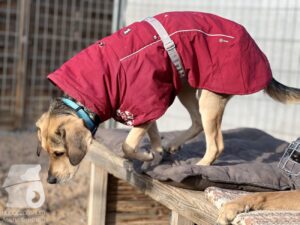 Hutabilder-26-01-011