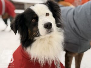 Hutabilder-26-01-034