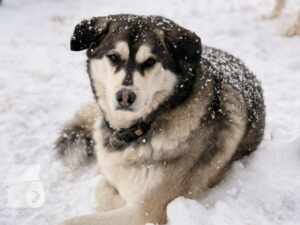 Hutabilder-26-01-043