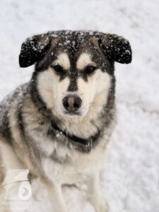 Hutabilder-26-01-044