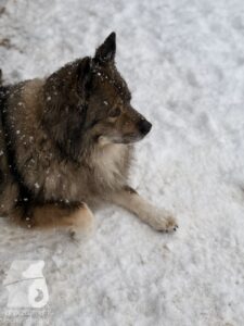 Hutabilder-26-01-054