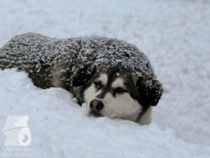 Hutabilder-26-01-066