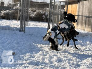 Hutabilder-26-01-072