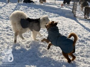 Hutabilder-26-01-076