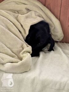 Hutabilder-26-01-088