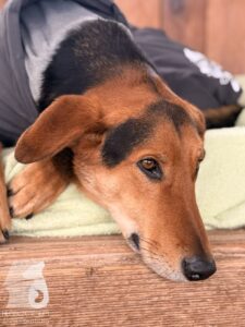 Hutabilder-26-01-090