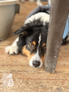 Hutabilder-26-01-092