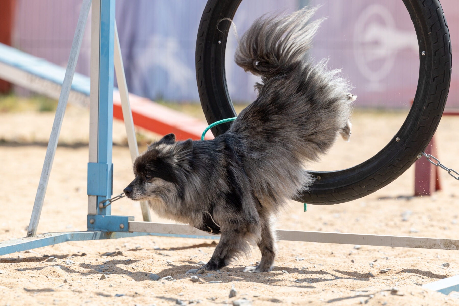 Mehr über den Artikel erfahren Fun-Agility