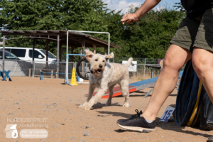 23-06-23-Agility-01