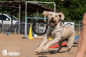 23-06-23-Agility-02