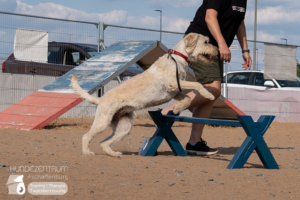 23-06-23-Agility-03