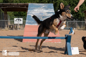23-06-23-Agility-07
