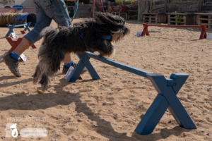23-06-23-Agility-09