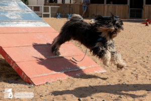23-06-23-Agility-10