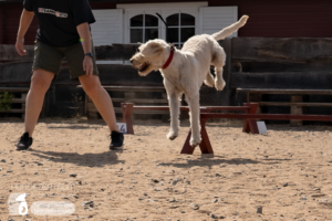 23-06-23-Agility-12
