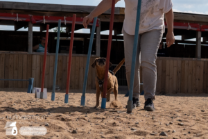 23-06-23-Agility-13