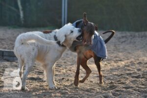 Hutabilder-26-03-w02-001