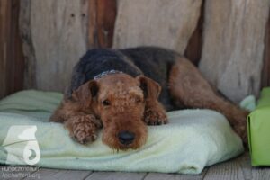 Hutabilder-26-03-w02-006