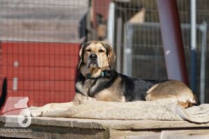 Hutabilder-26-03-w02-018