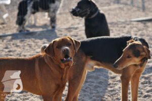 Hutabilder-26-03-w02-021