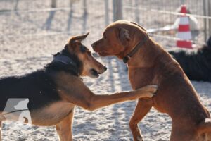 Hutabilder-26-03-w02-022