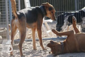 Hutabilder-26-03-w02-025