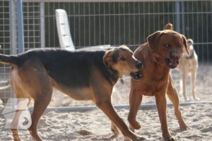 Hutabilder-26-03-w02-026