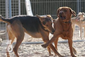 Hutabilder-26-03-w02-027