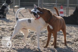 Hutabilder-26-03-w02-029