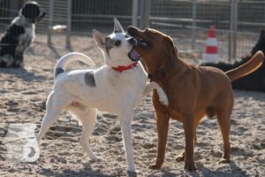 Hutabilder-26-03-w02-030