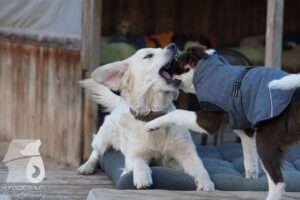 Hutabilder-26-03-w02-032