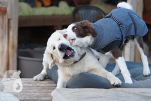 Hutabilder-26-03-w02-033