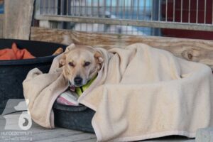 Hutabilder-26-03-w02-035