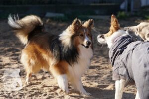 Hutabilder-26-03-w02-037